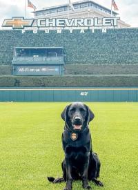 Canine Kate sits on baseball field in Detroit, Michigan. 