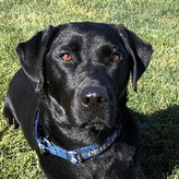 K9 Belle