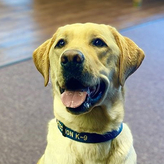 K9 Jackson