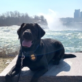 K9 Jet