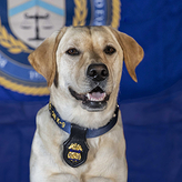 K9 Kali