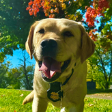K9 Nellie