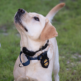 K9 Rosie