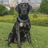 K9 Taylor