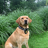 K9 Willow