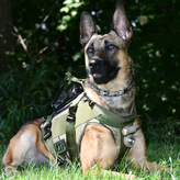 K9 Arrow