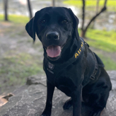 K9 E.J.
