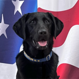 K9 Calvin