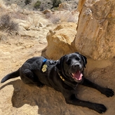 K9 Freya