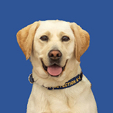 K9 Lily