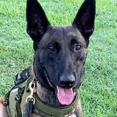 K9 Rudy