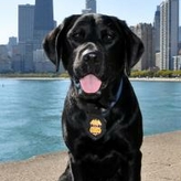 ATF K9 Riley by Lake Michigan with the Chicago skyline in the background
