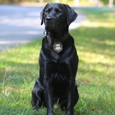 K-9 Maggie, a Labrador retriever, sits outside on a patch of grass.