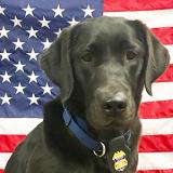 K-9 Claudette stands in front of a flag