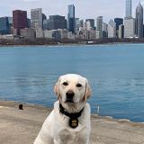 K-9 Darwin sits in front of a skyline 
