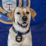 K-9 Kali sits in front of the ATF logo