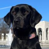 Thumbnail picture of K-9 Annie.