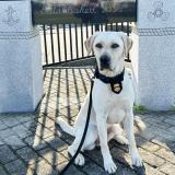 Boston Field Division Canine Avery poses in front of the Massachusetts Maritime Academy.
