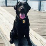 Canine Danielle poses on a boardwalk by the water with New York City in the background. 