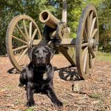 Canine Wes Gallery Image