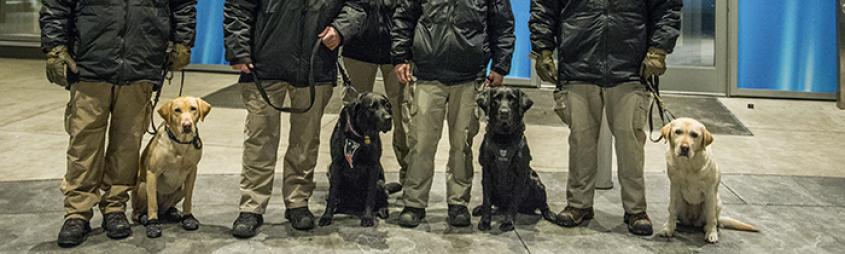 Image of ATF canines at the SuperBowl