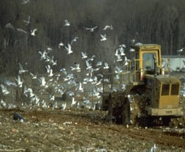 Birds flying near a bulldozer