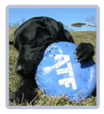 An ATF K9 with a throwing disc