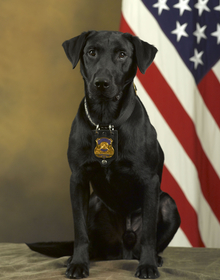 An ATF K-9 poses in front of a United States flag