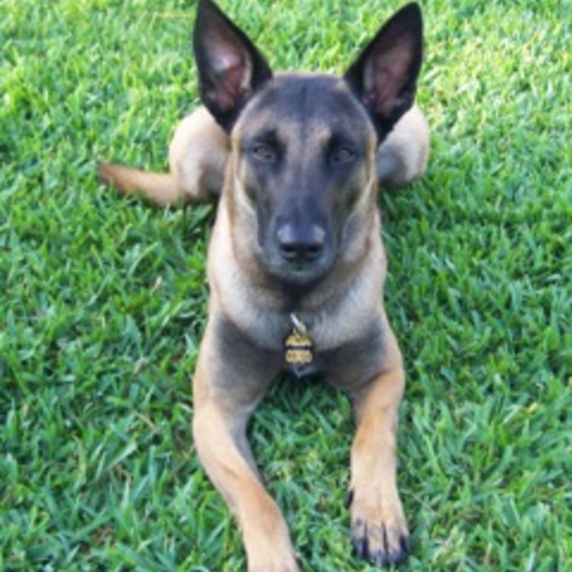 A Special Response Team K-9