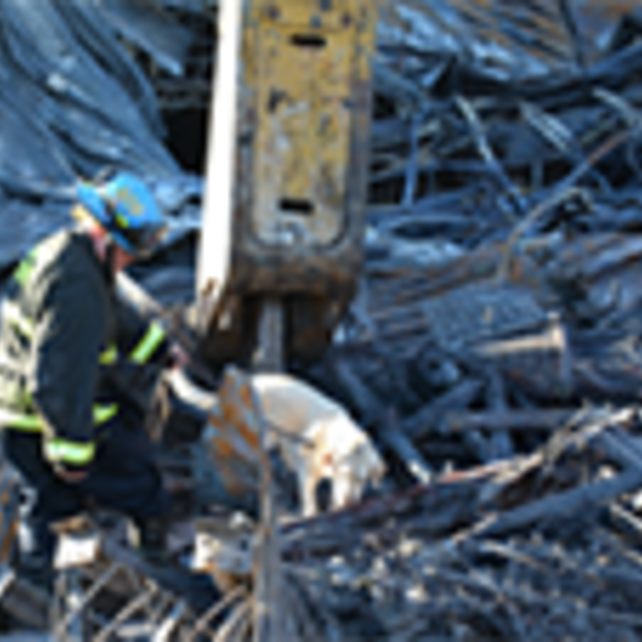 Canine handler and their canine investigating a scene