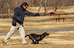 ATF Search Enhanced Evidence K-9 training