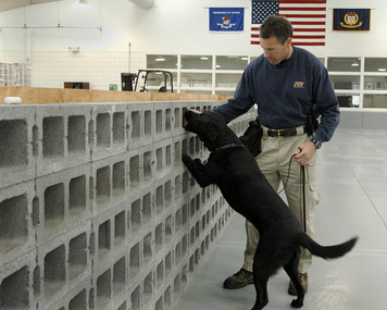 Canine handler and a canine checking a wall during training