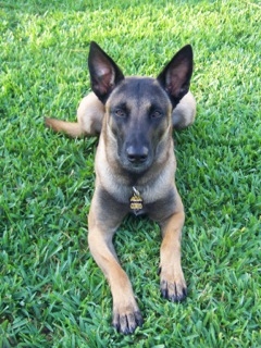 A Special Response Team K-9