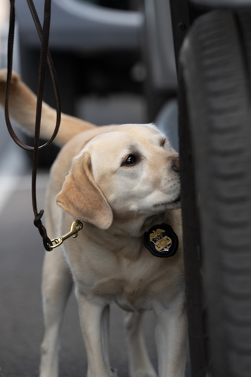 An ATF canine provides support during a sporting event