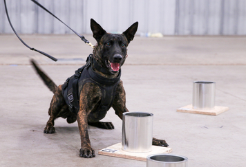 A K-9 participates in National Odor Recognition Testing