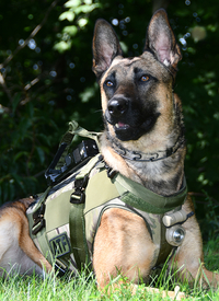 K9 Arrow