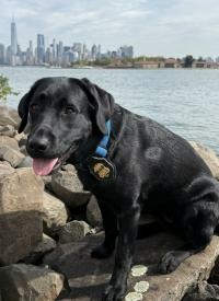 K9 Hudson sits on rocks near the Hudson River with a view of New York City in the background