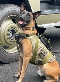 K9 Tico sits next to a Special Response Team (SRT) vehicle