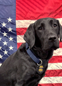 ATF Explosives Detection K-9 Tina
