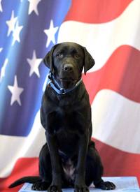 K-9 Cathy
