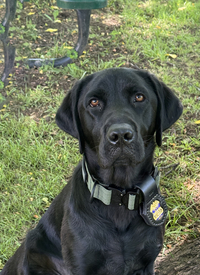 K-9 Laurie