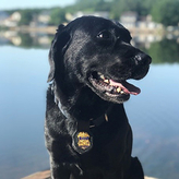 K9 Sunny