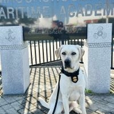 Boston Field Division K9 Avery poses in front of the Massachusetts Maritime Academy