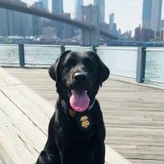 K9 Danielle (Dani) poses on a boardwalk by the water with New York City in the background
