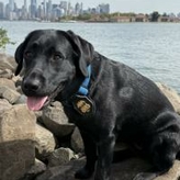 K9 Hudson sits on rocks near the Hudson River with a view of New York City in the background
