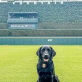 K9 Kate sits on a baseball field in Detroit, Michigan