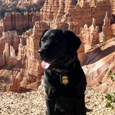 K-9 Jaisa at Bryce Canyon