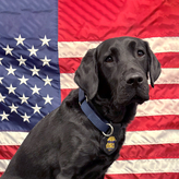 ATF Explosives Detection K-9 Tina