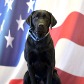 K-9 Cathy