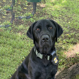 K-9 Laurie
